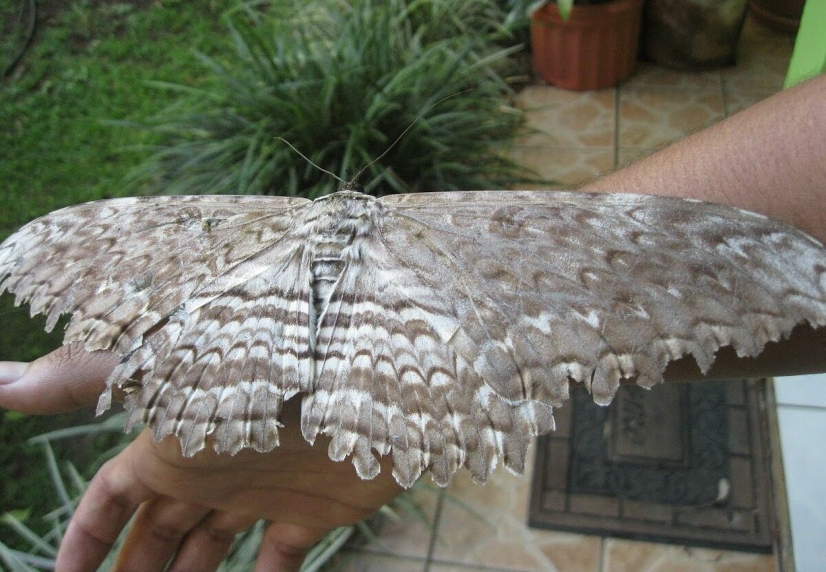 Сатурния Павлиноглазка Грушевая