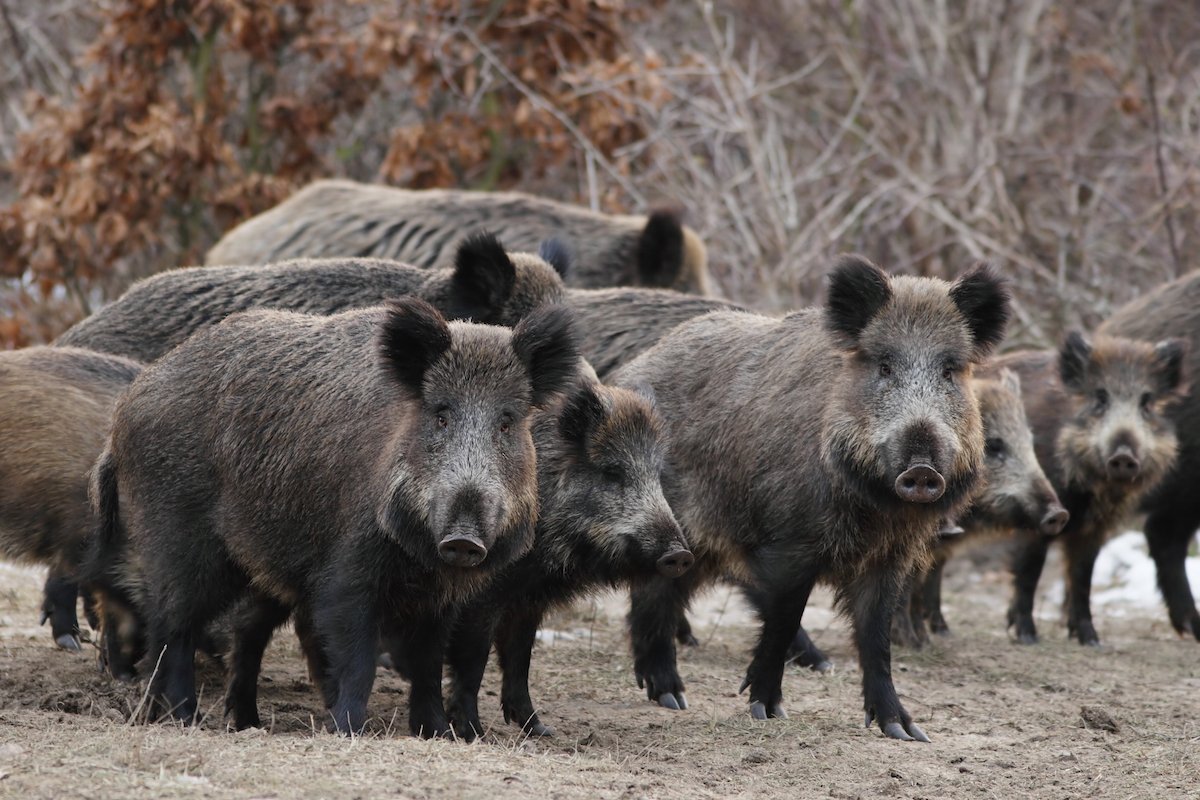 Картинка кабан Саратовской обл