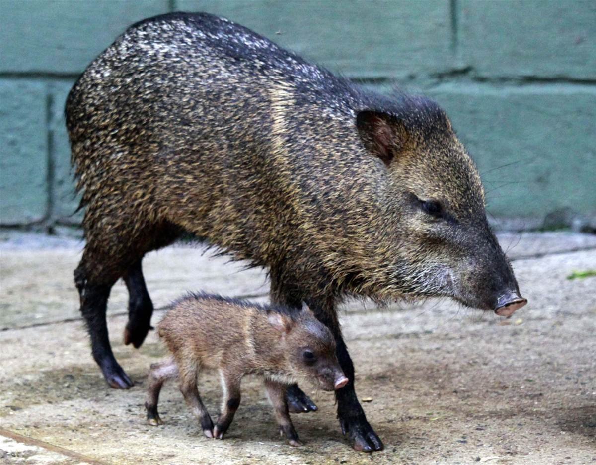 Кабан кабаниха кабанчик