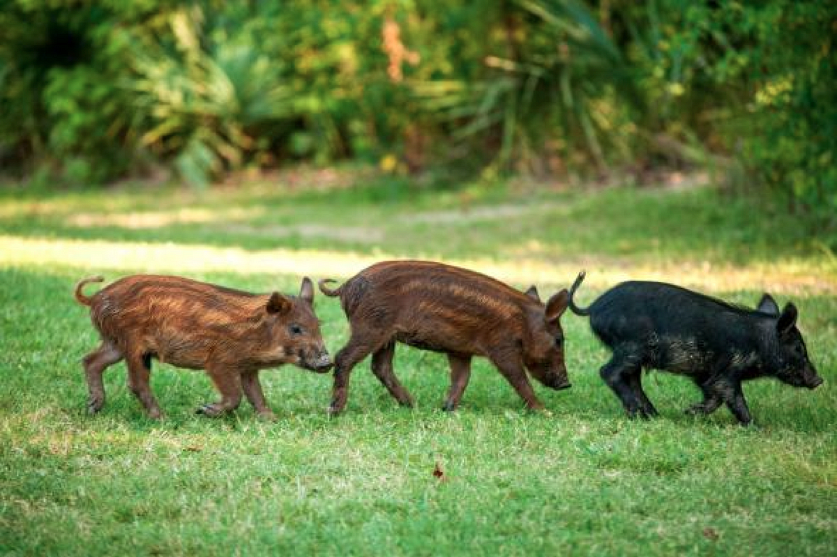 Дикие свиньи в субтропиках