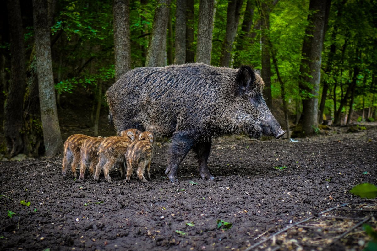 Дикий кабан секач