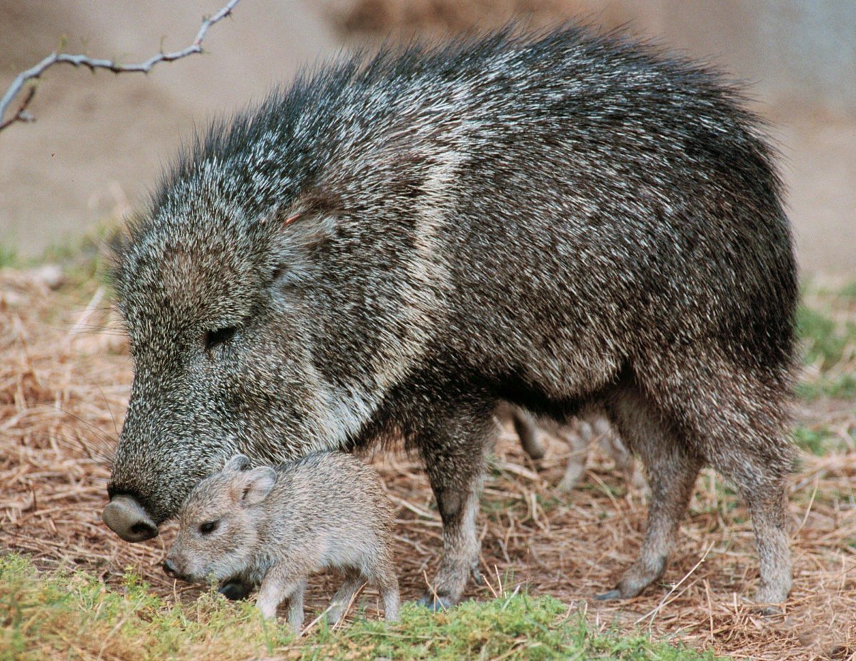 Ошейниковый пекари