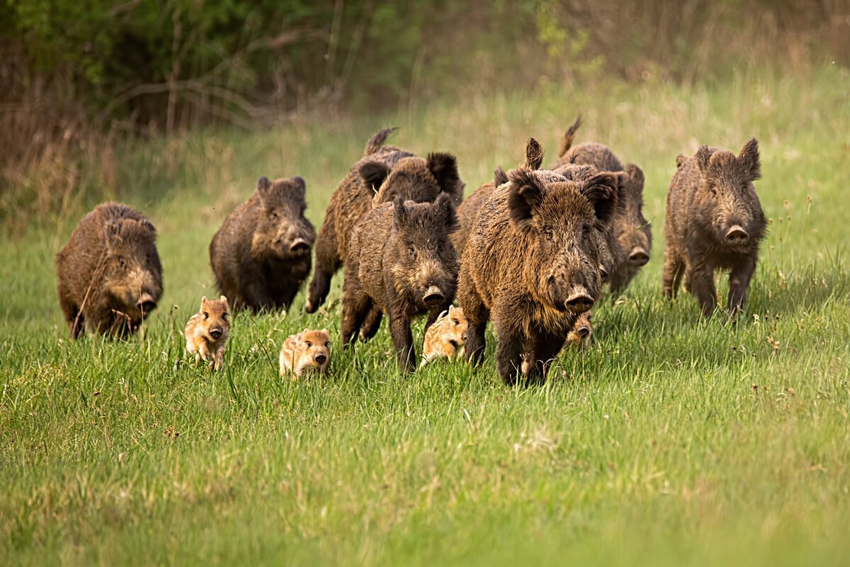 Кабаны семья