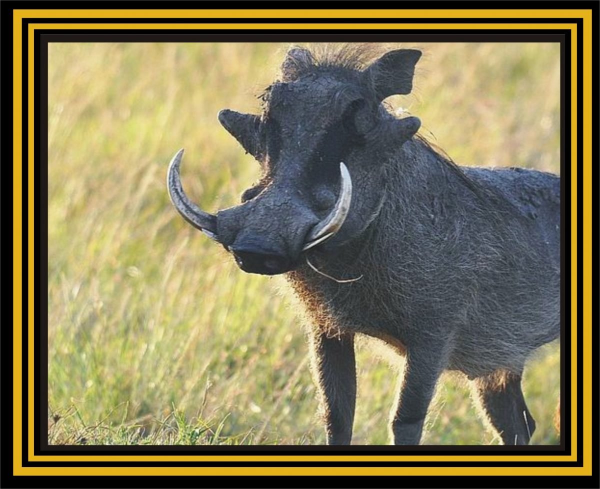 Морда кабана