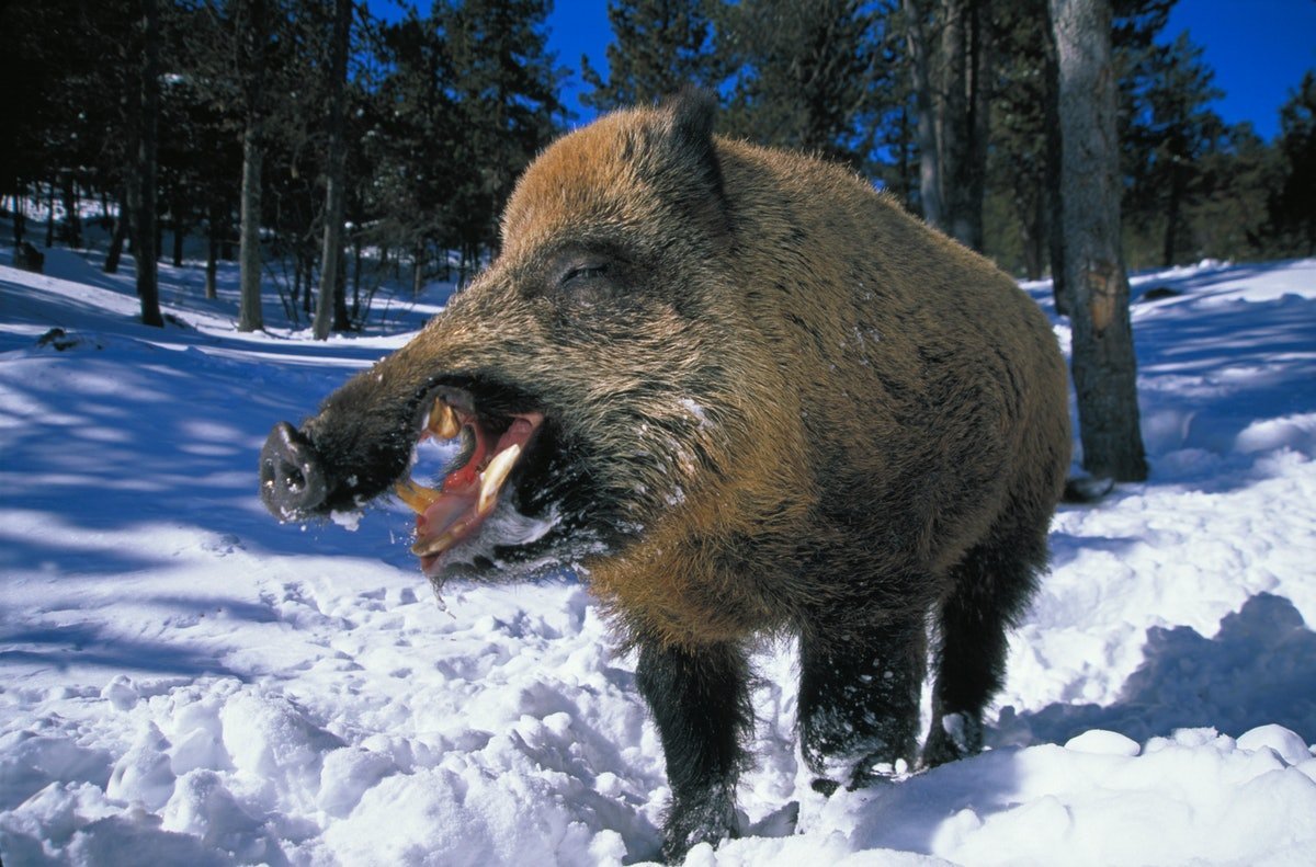 Морда дикого кабана