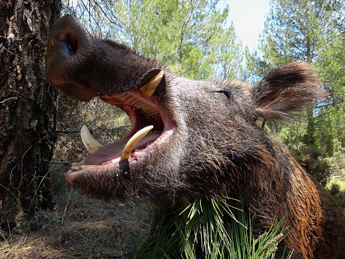Дикий кабан секач Вепрь
