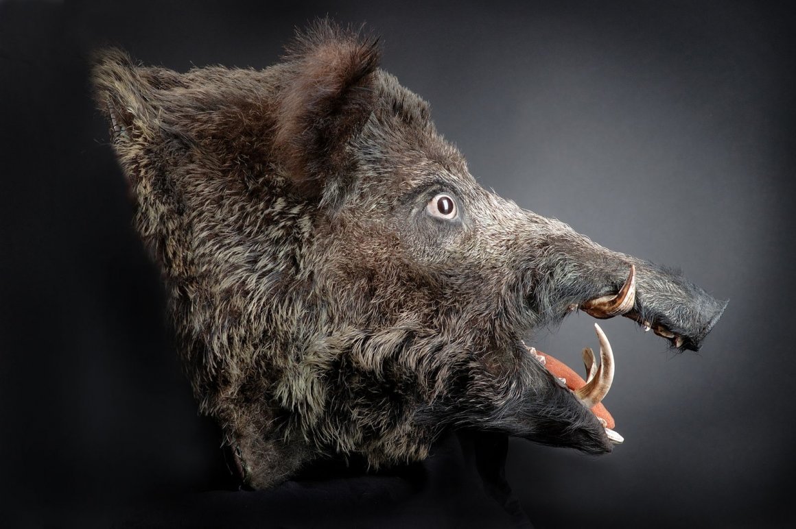 Кабан Вепрь секач