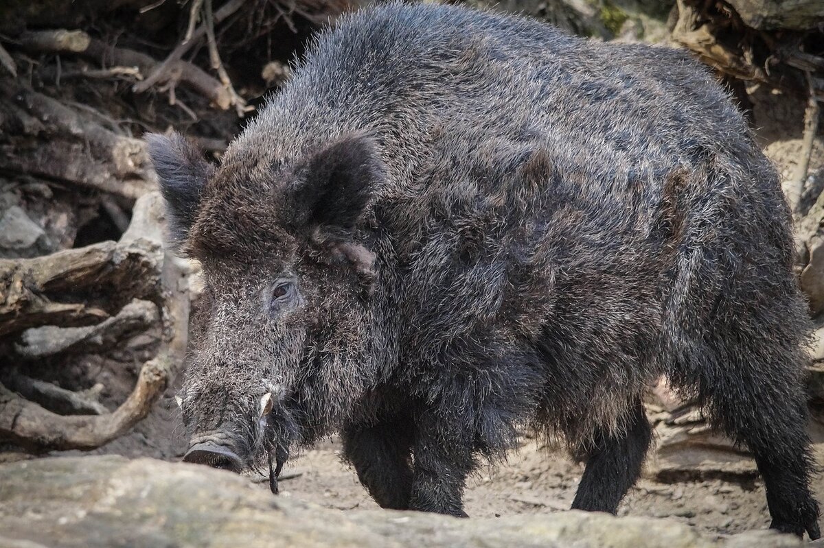 Кабан бородавочник кабан секач