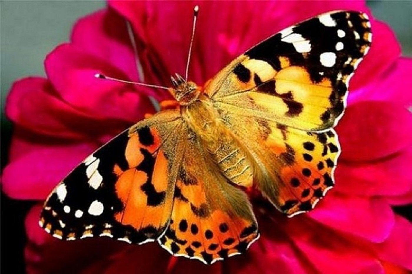 Разно пестрая. Тропические бабочки. Расцветки бабочек. Яркие бабочки. Беброчка.