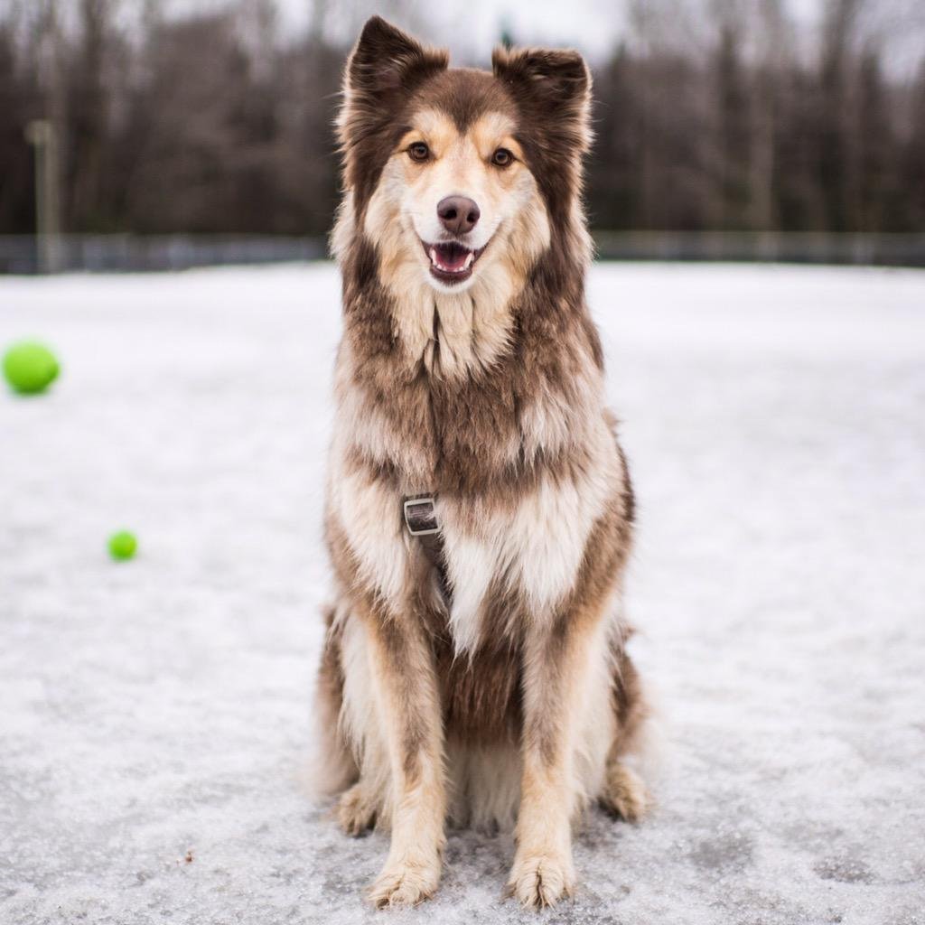 Бордер колли Аляскинский