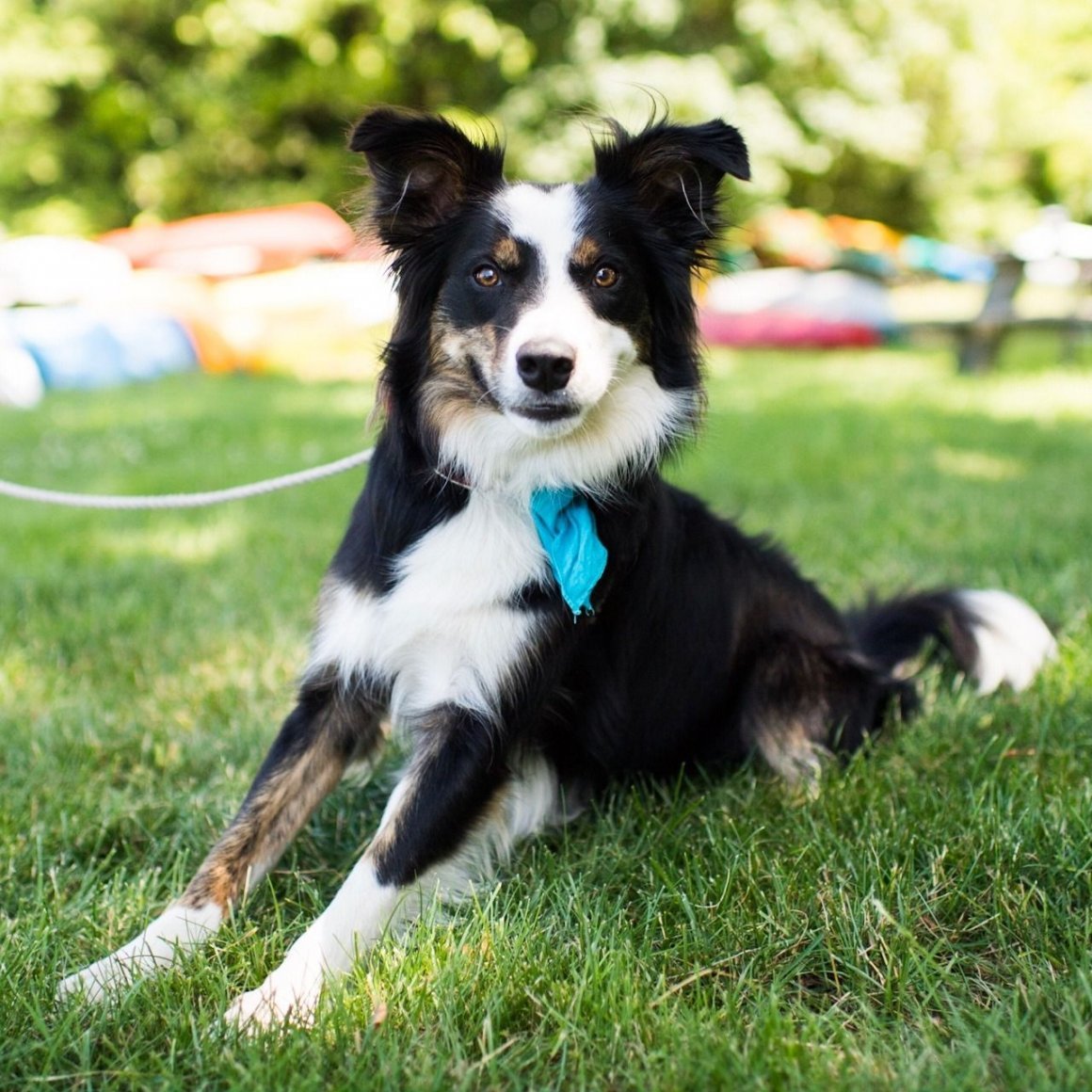 Колли шелти бордер колли