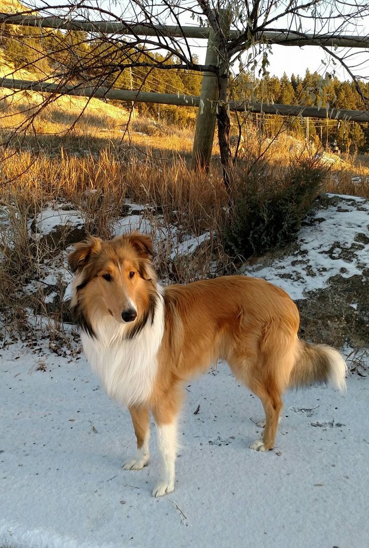 Собака колли с лайкой