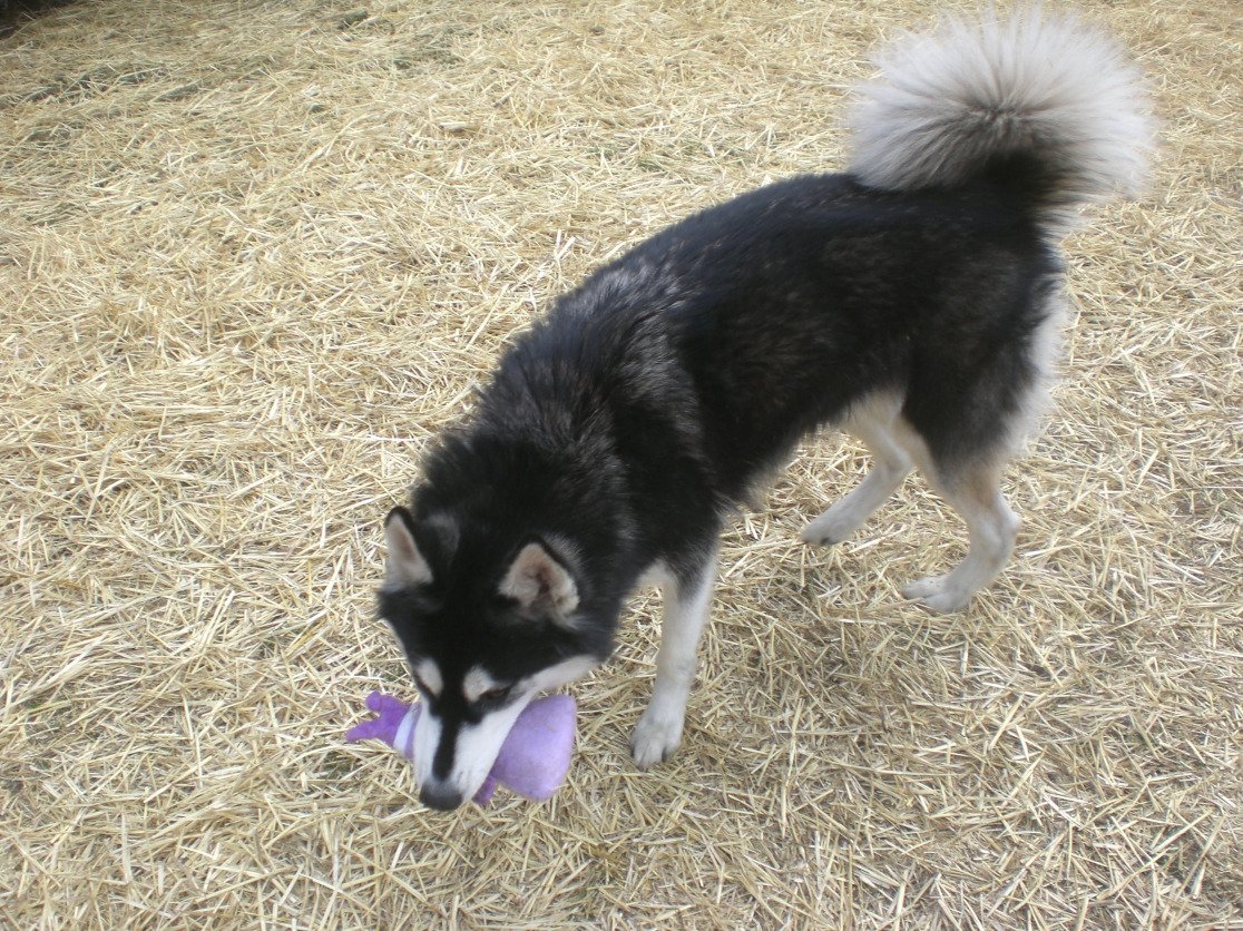 Помесь бордер колли и маламут