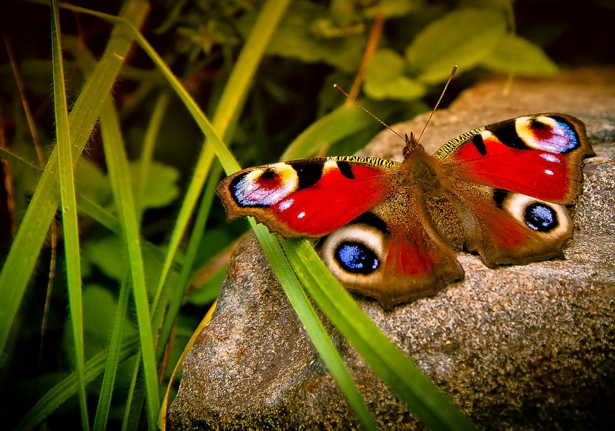 Природа животные насекомые