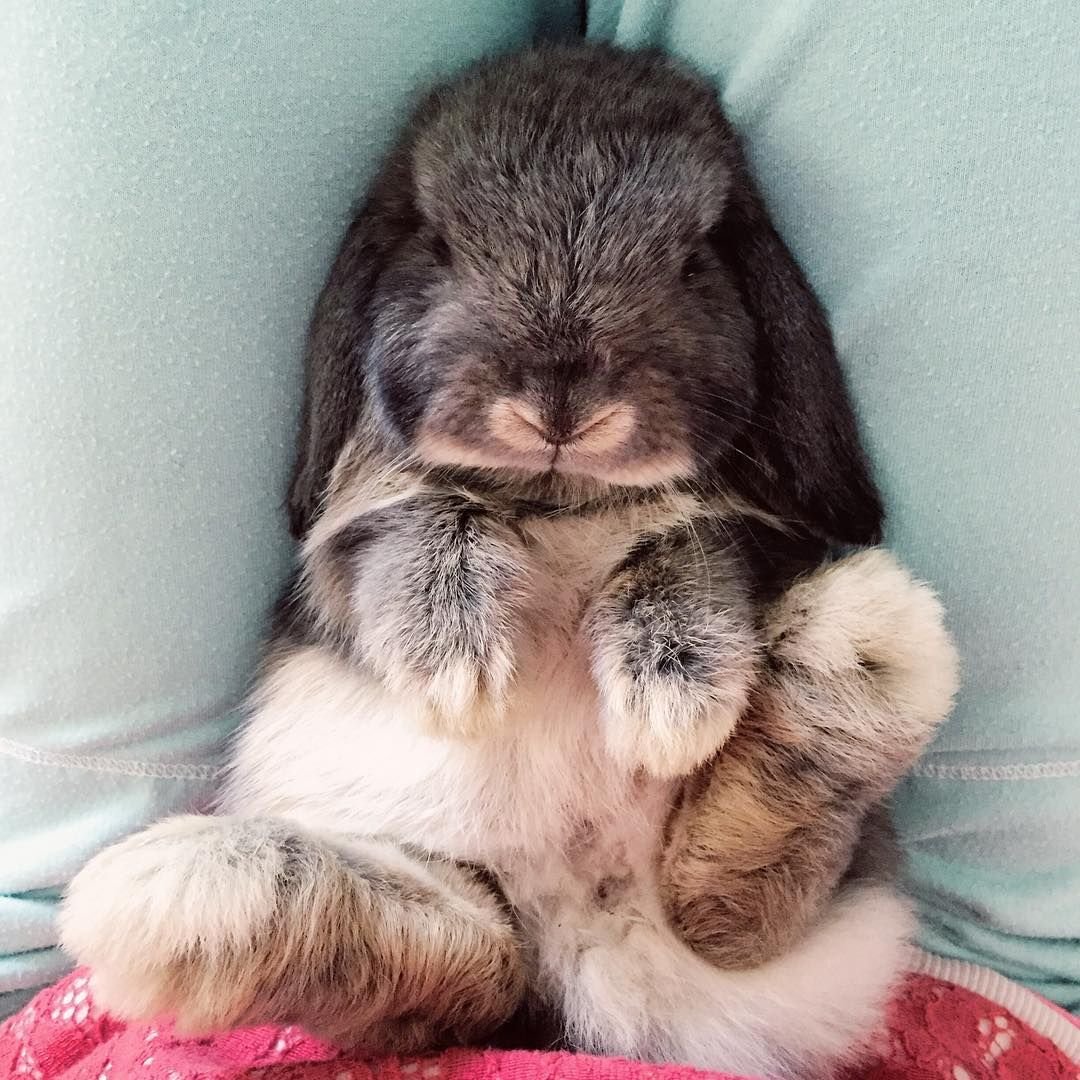 Спящие кролики