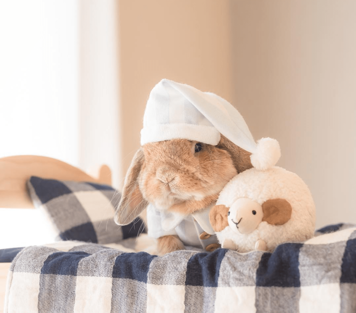 Кролик спит