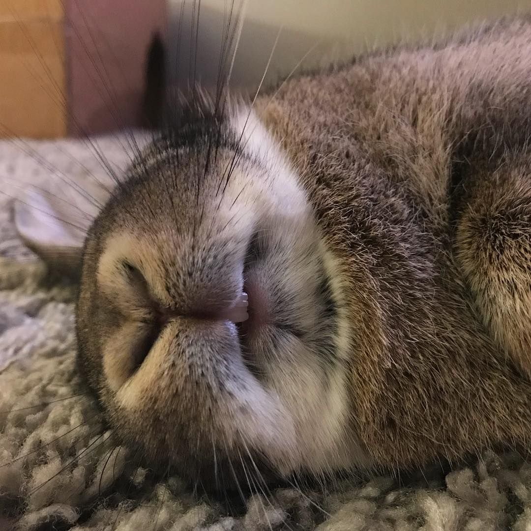 Сонный кролик