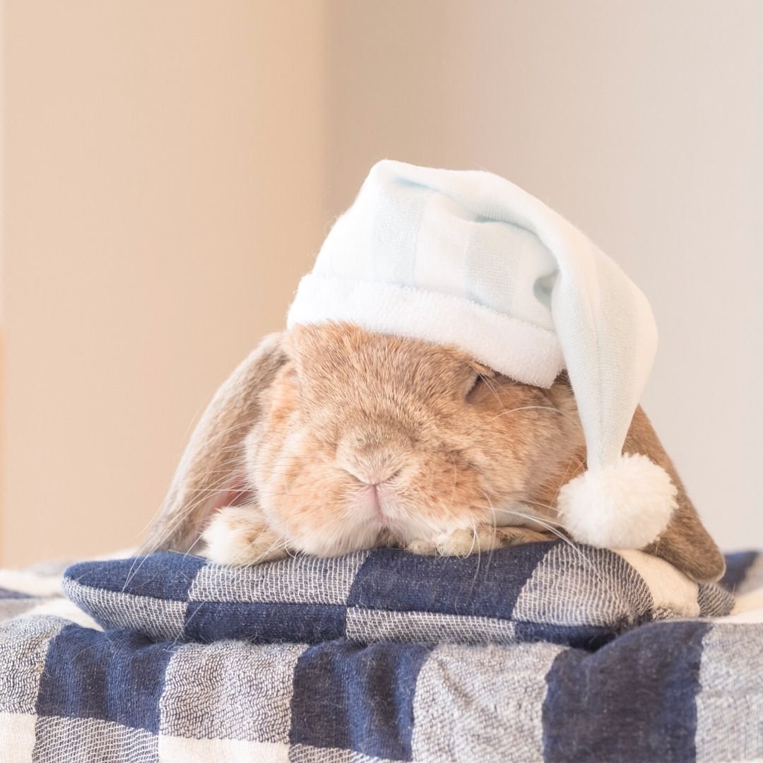 Кролик спит