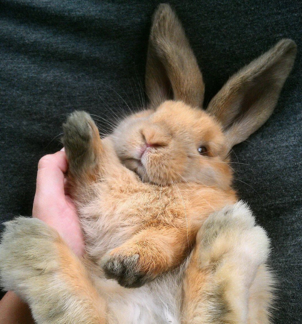 Кролик на руках
