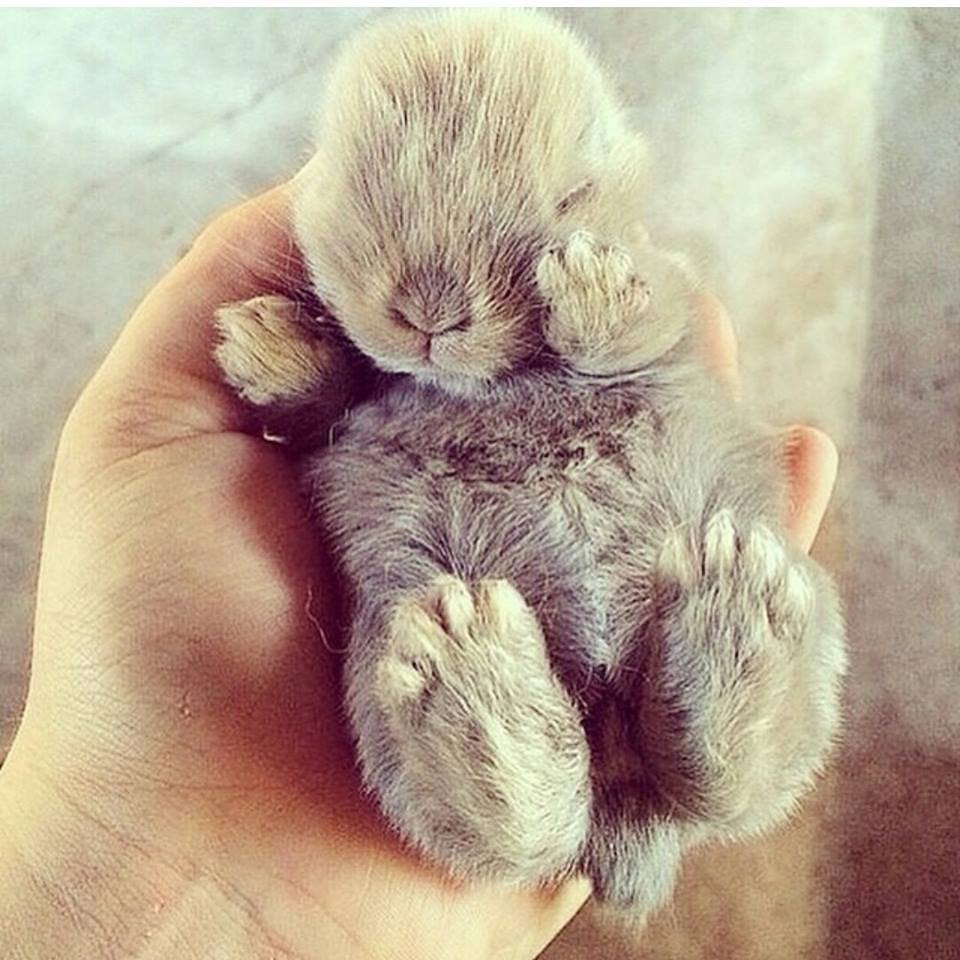 Котенок комочек