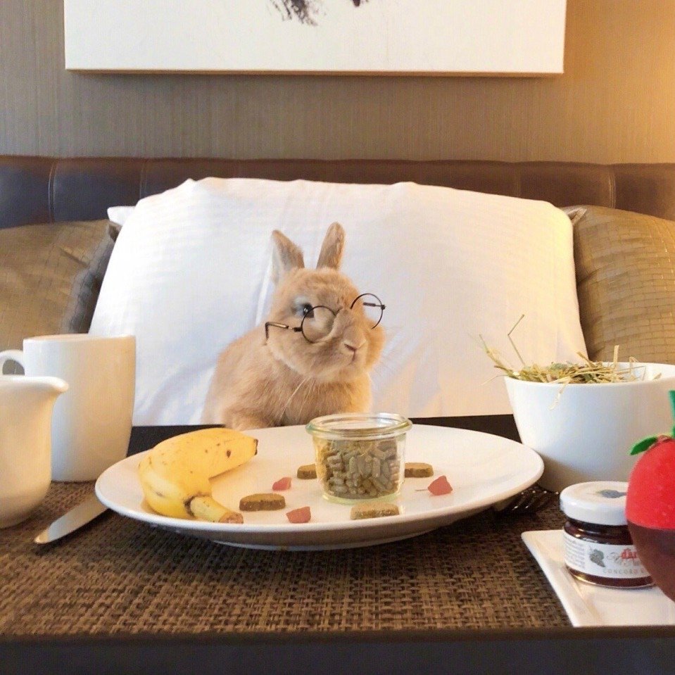 Завтрак с животными