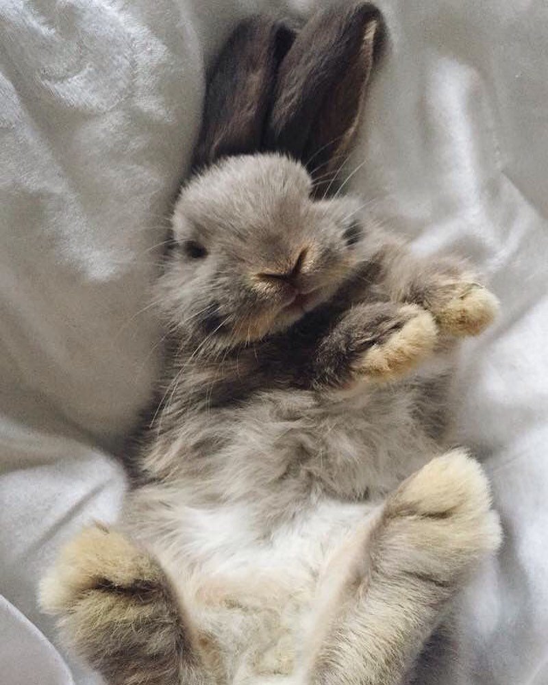 Зайка лежит