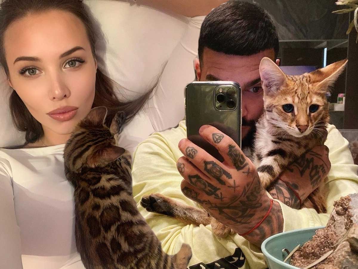 Кот Тимати Хусейн