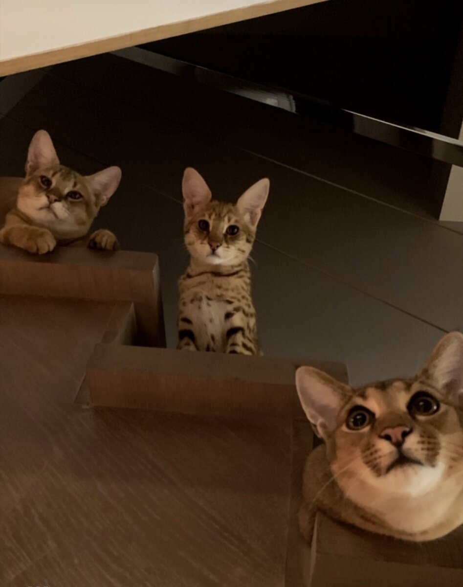 Тимати постарел