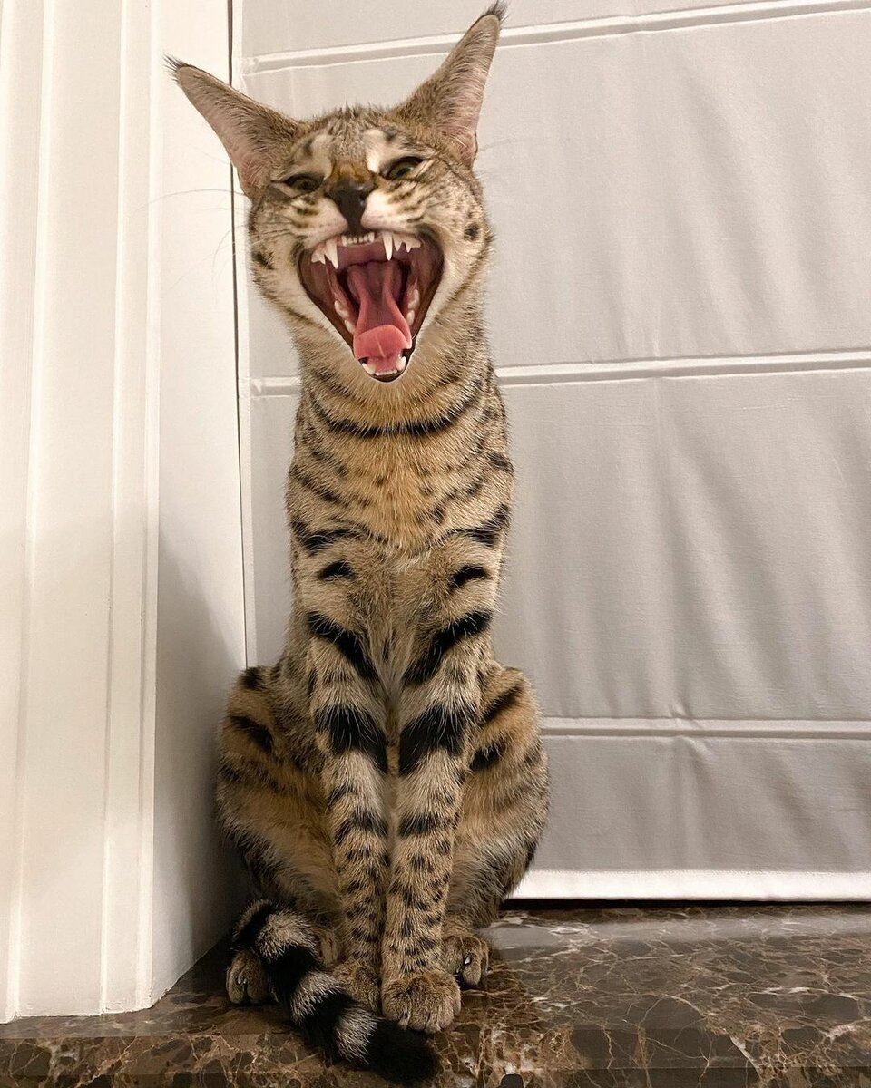 Анастасия Решетова и Ратмир