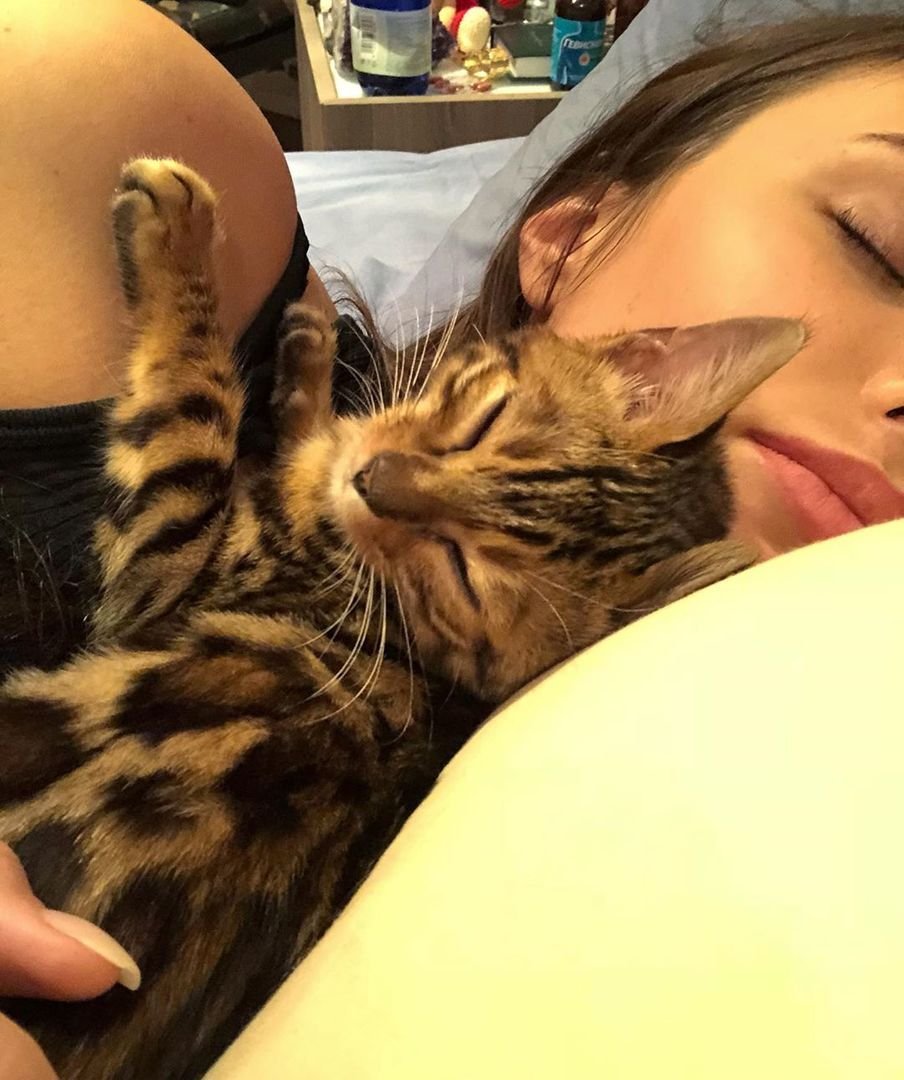 Кот Анастасии Решетовой