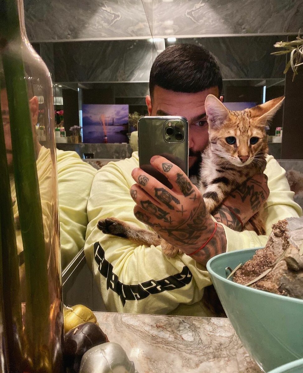 Коты Тимати и Решетовой