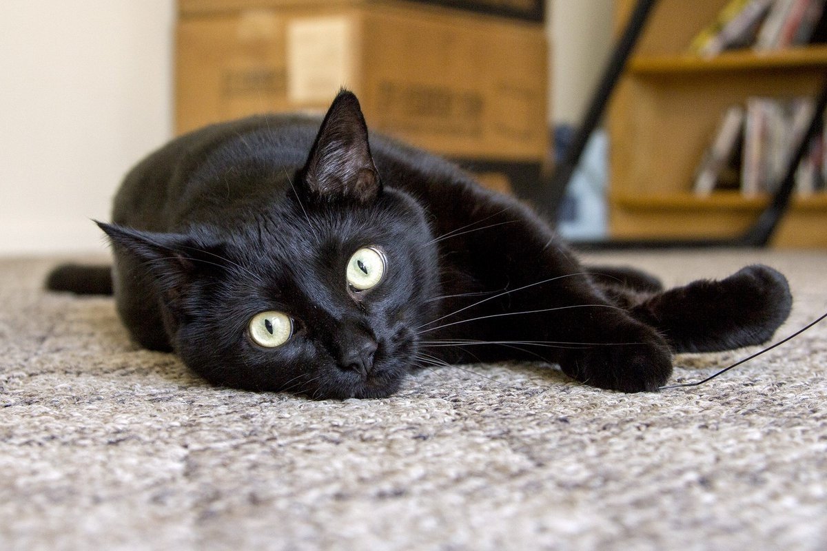 Кот похожий на пантеру