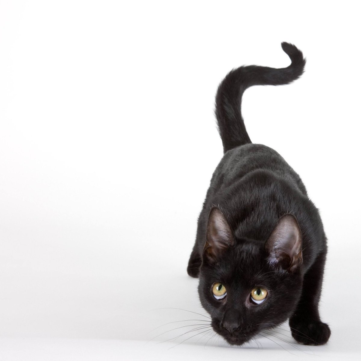 Детеныш пантеры