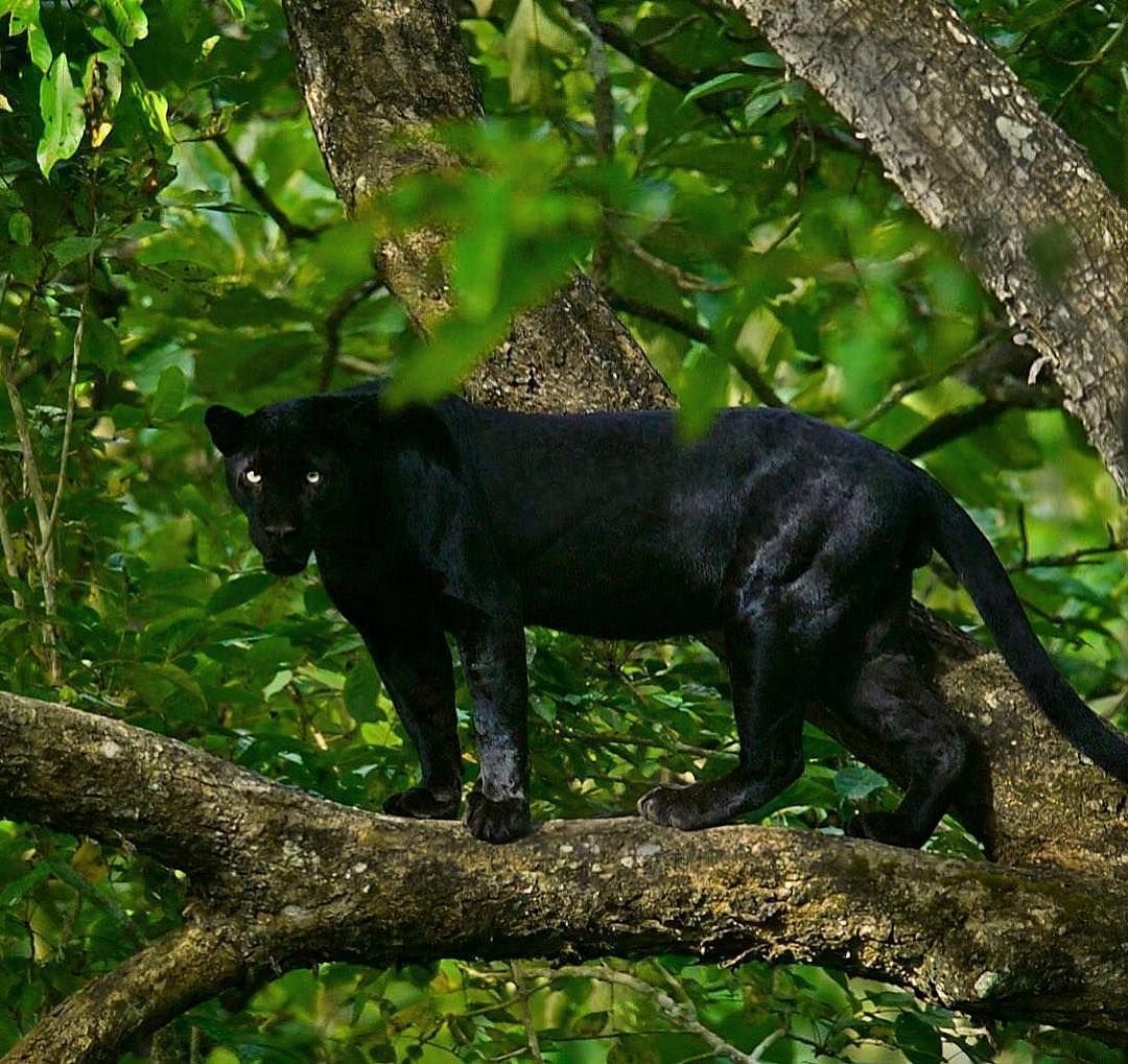 Бомбейский Ориентал порода кошек