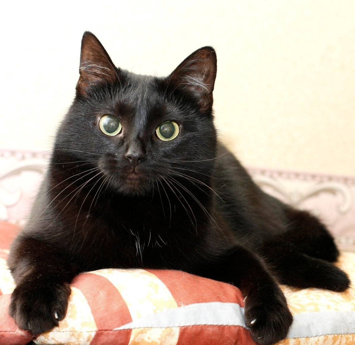 Кошка Бомбейская пантера