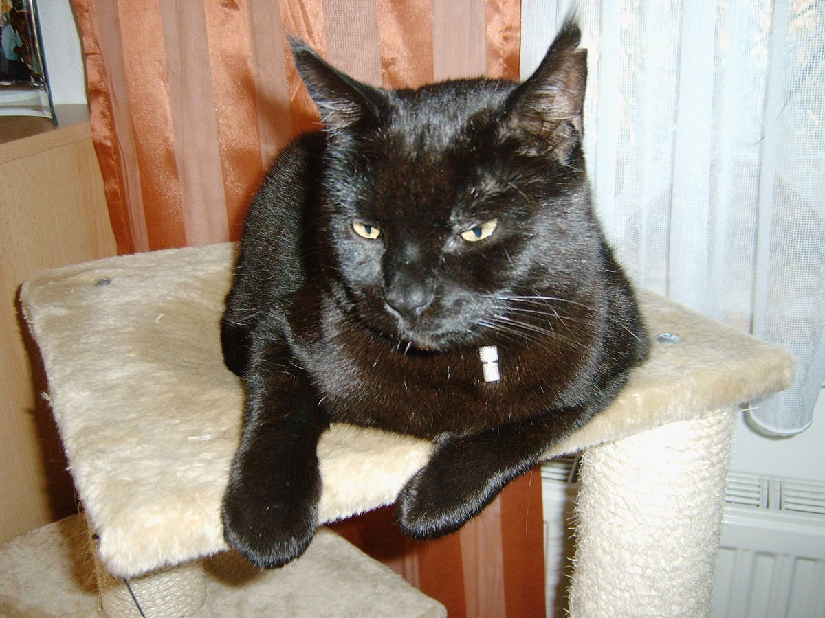 Бомбейская кошка черно белая