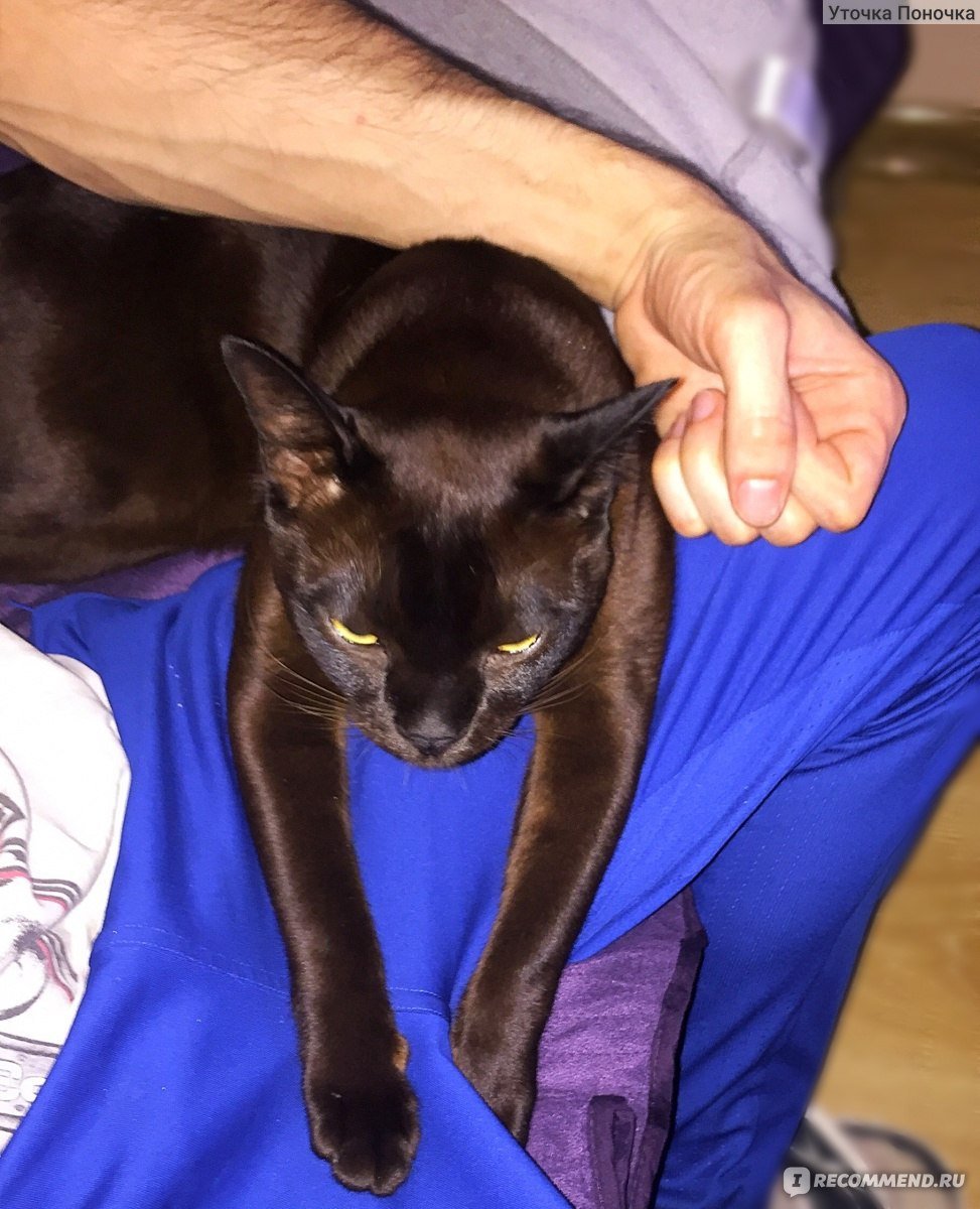 Камышовый кот черный