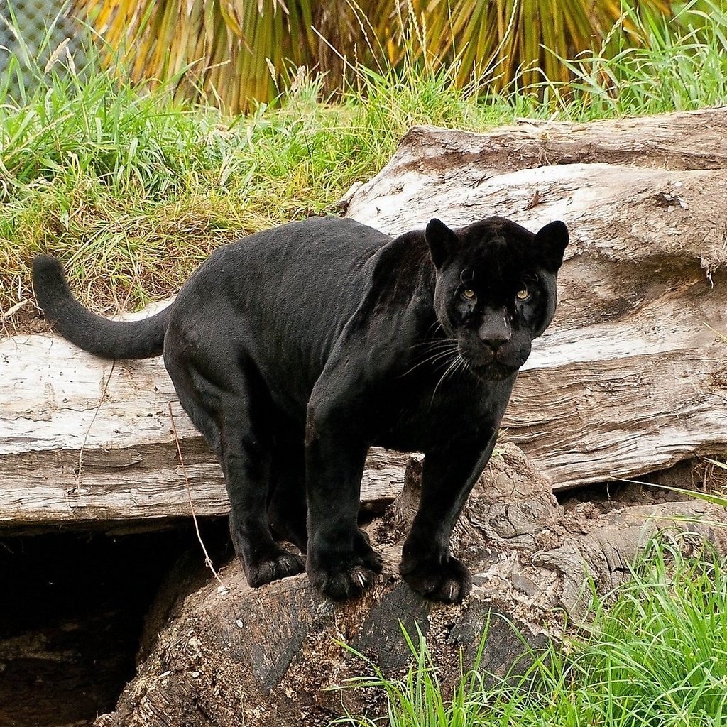 Камышовый кот меланист