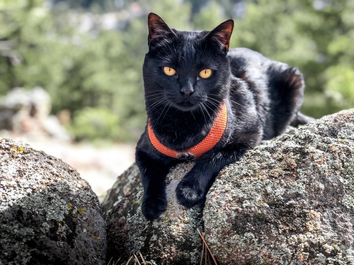 Порода кошек пантеретта