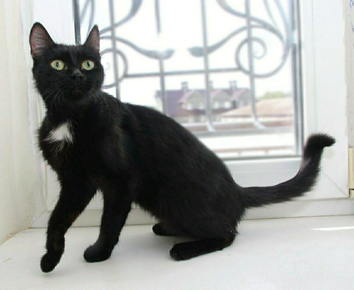 Пантеретта кошка