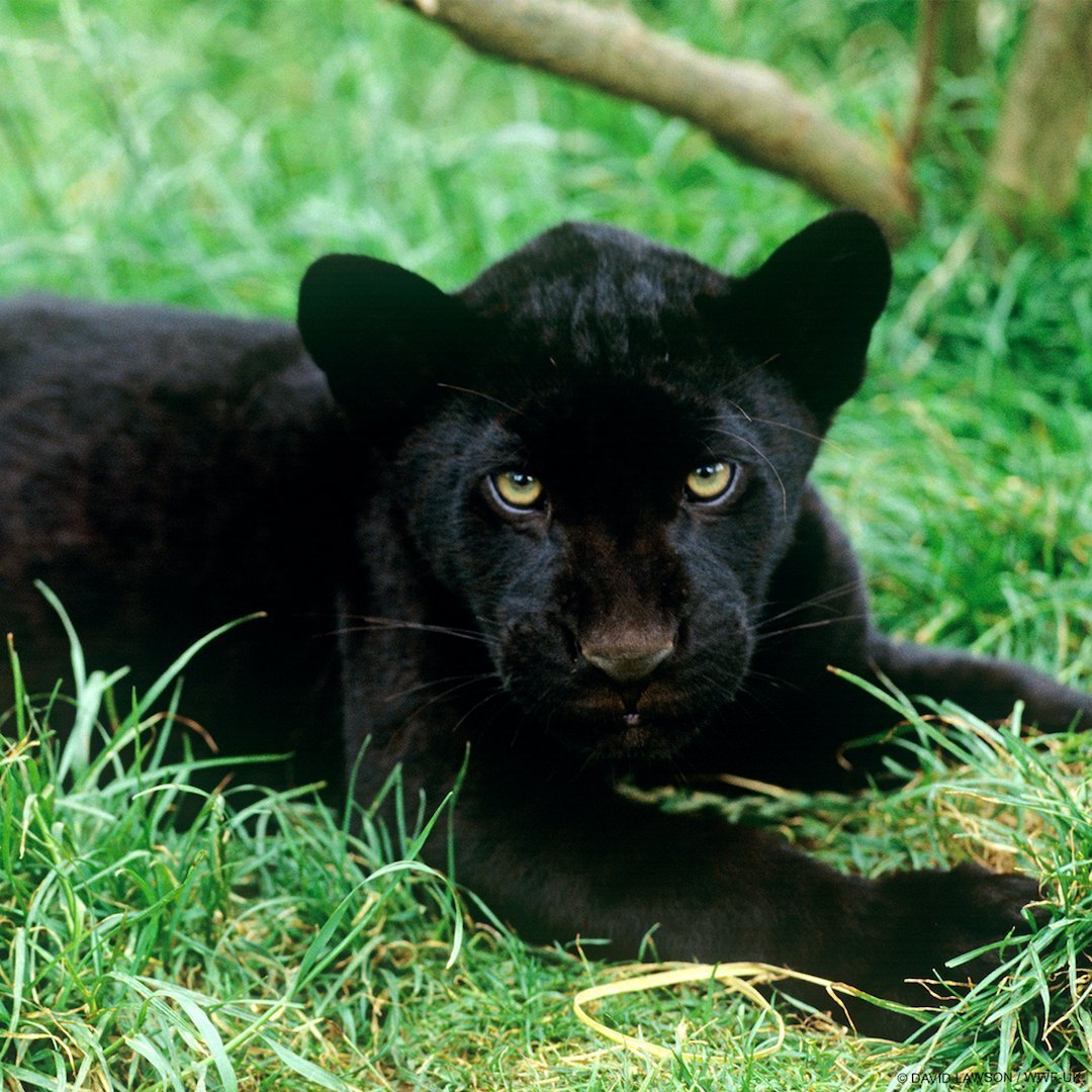 Порода пантеретта