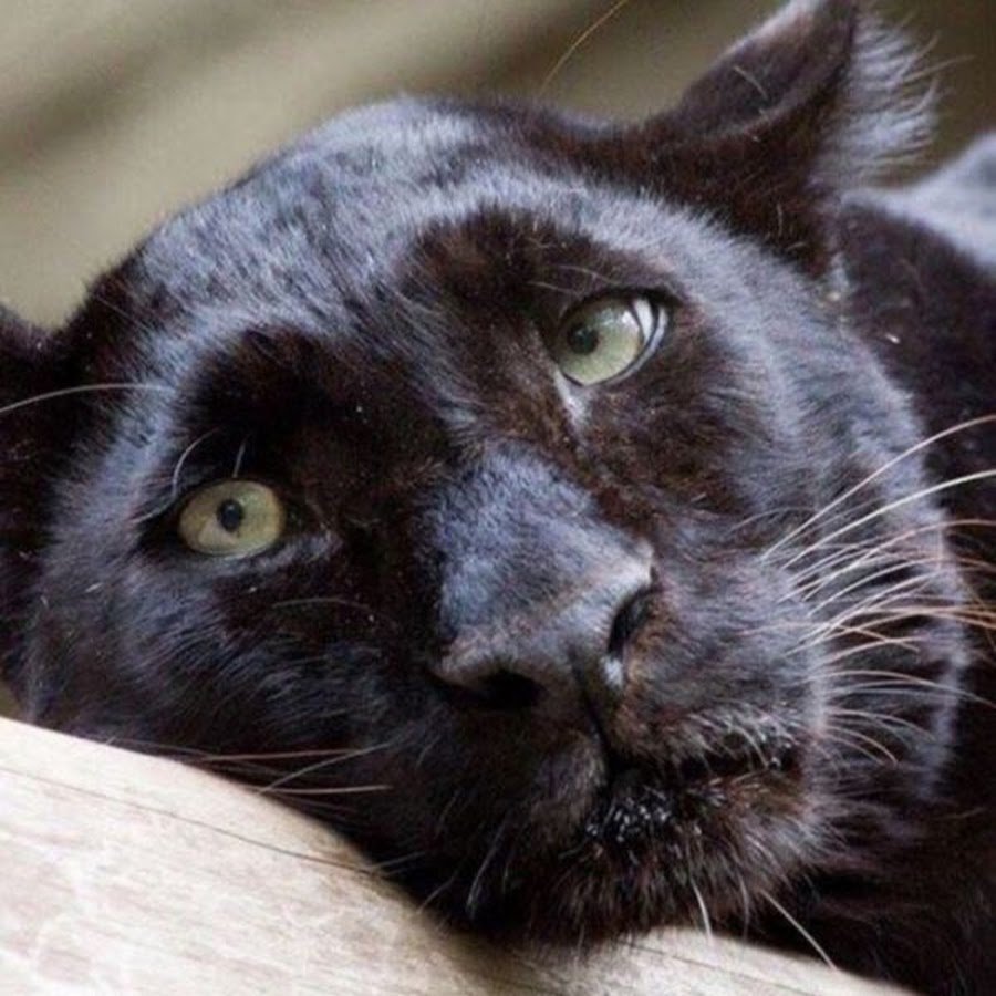 Бомбейская кошка