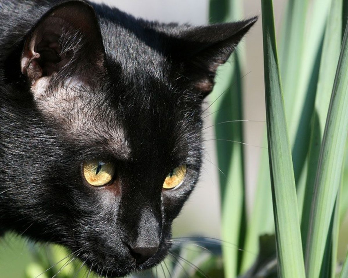 Бомбейская кошка с белой грудкой