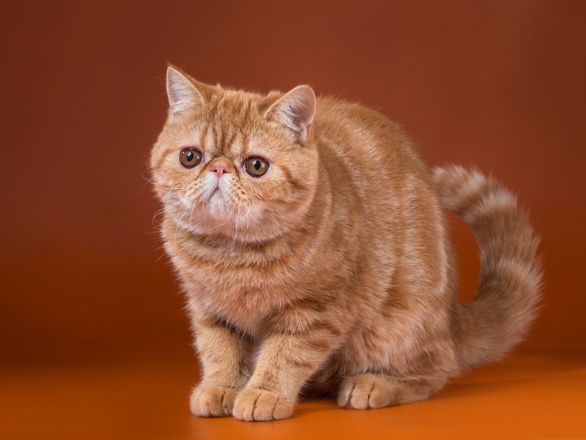 Британец экзот