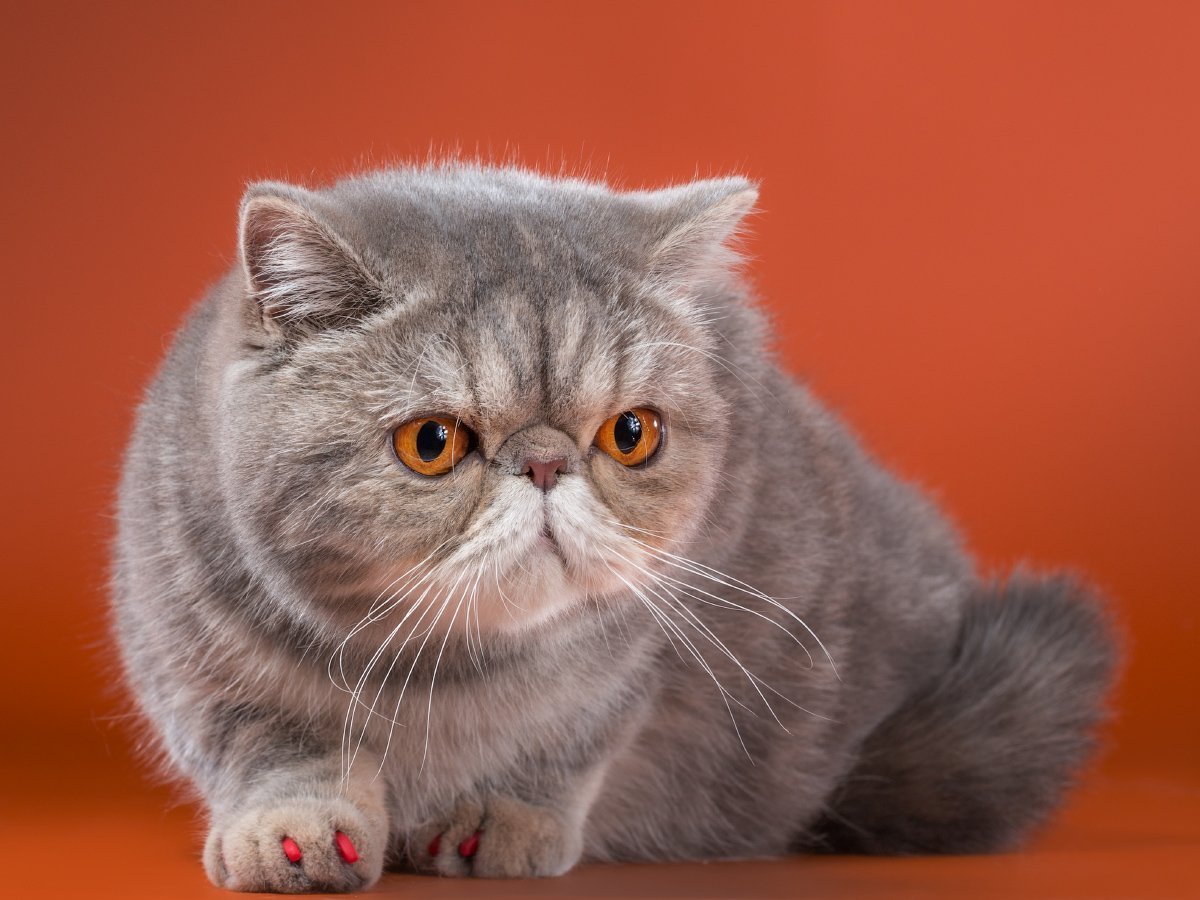 Вислоухий экзот Манчкин