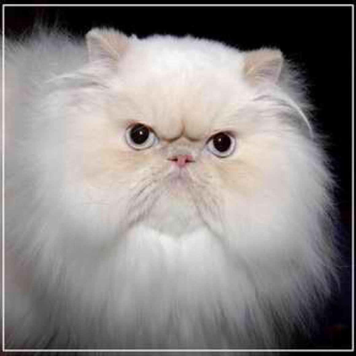 Кот с приплюснутой мордой