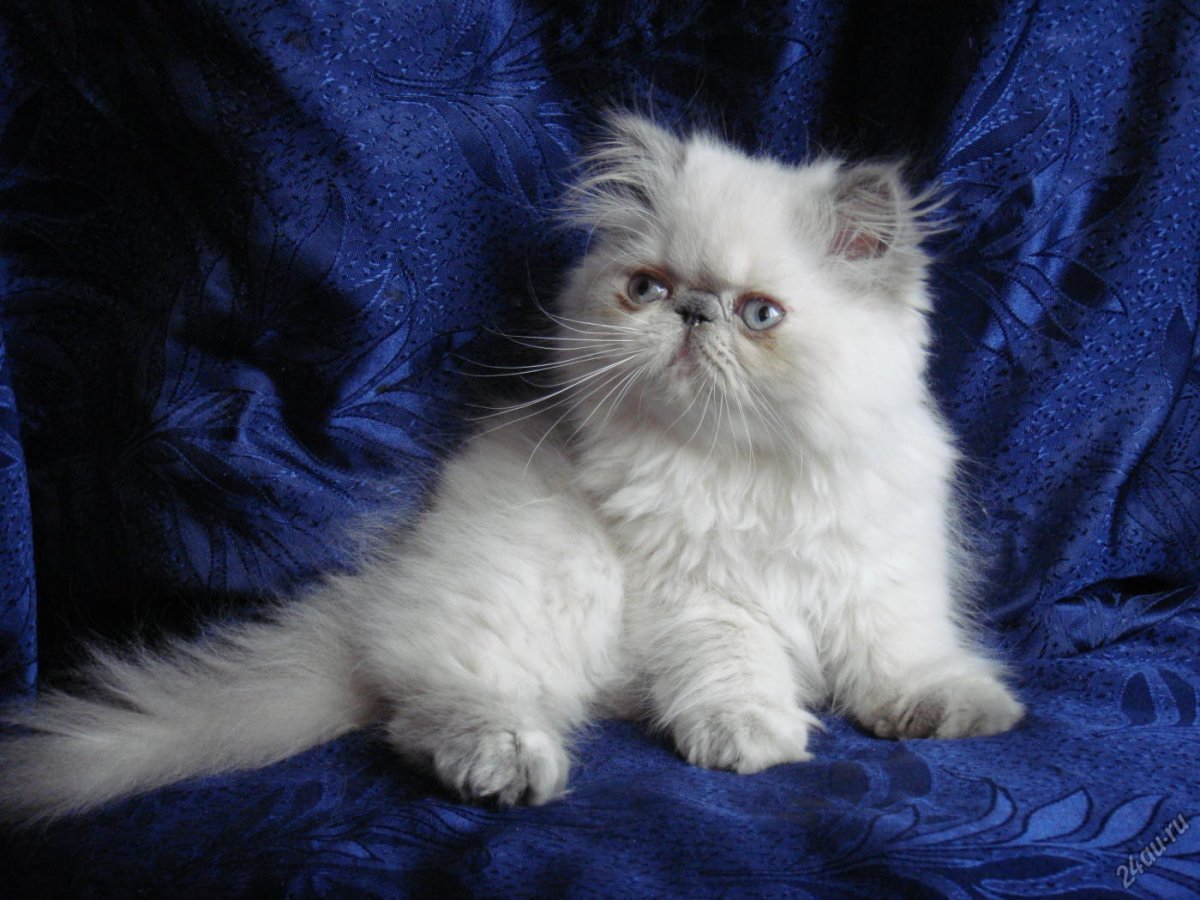 Персидская шиншилла экзот
