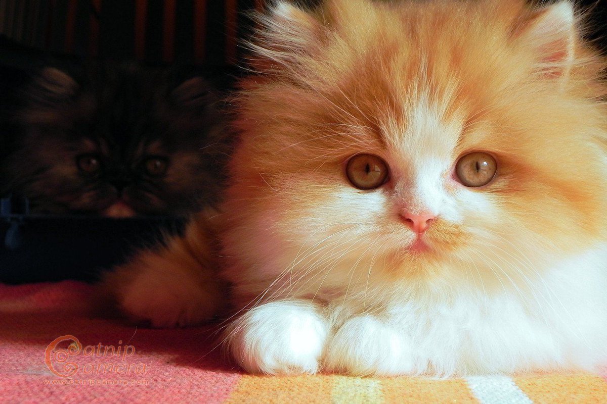 Персидская кошка оранжевая