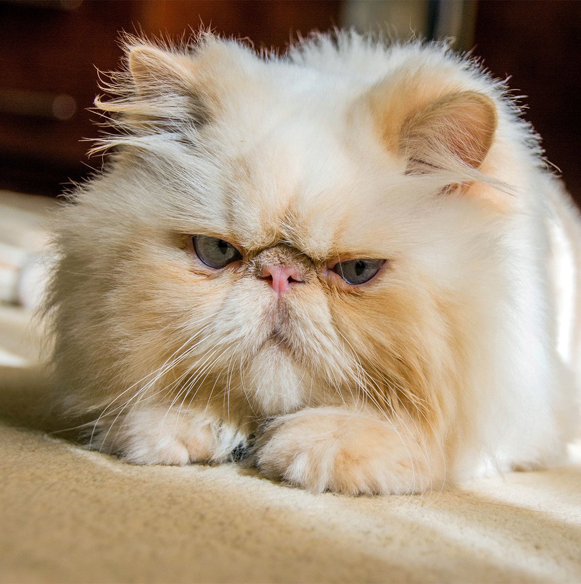 Персидский кот экзот