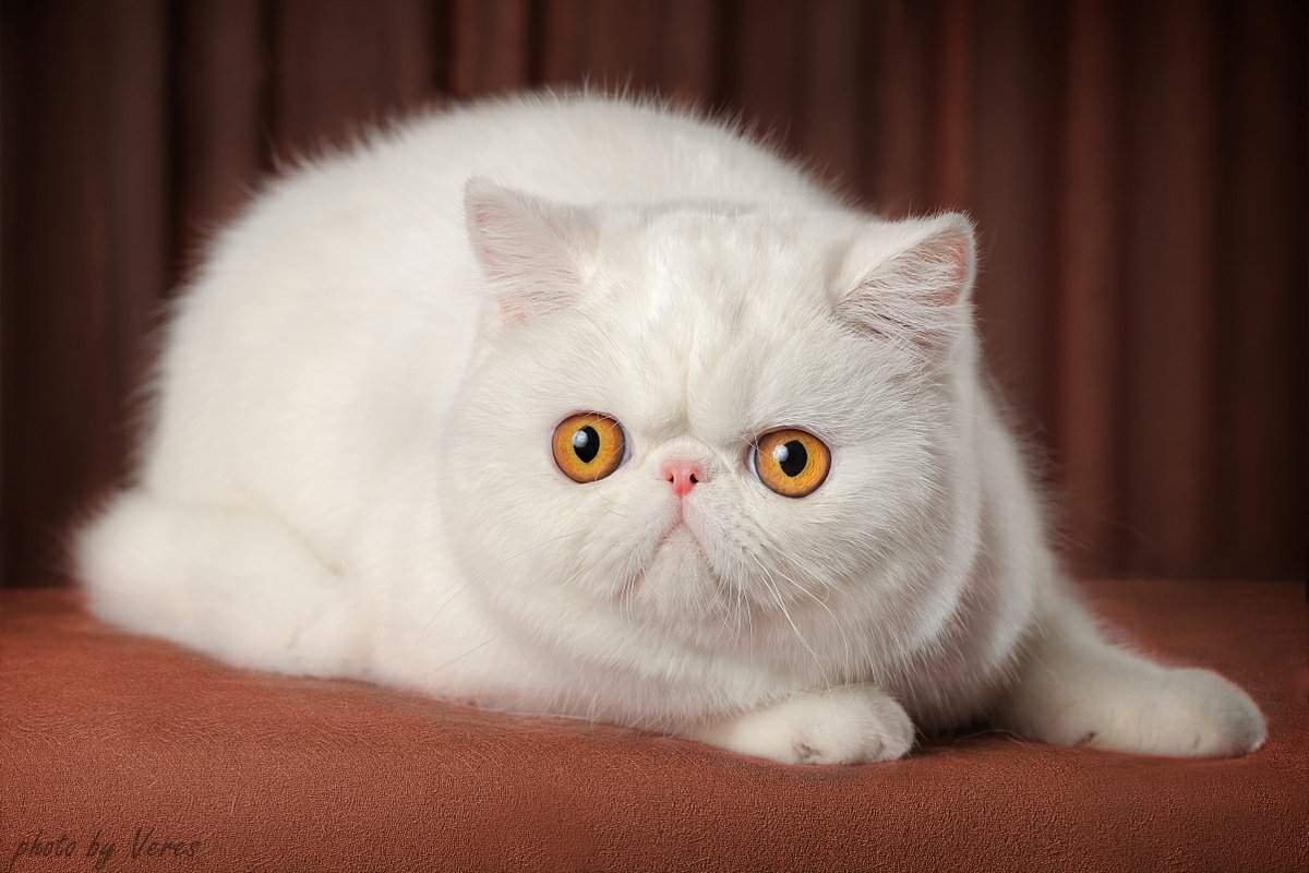 Персидский кот экзот